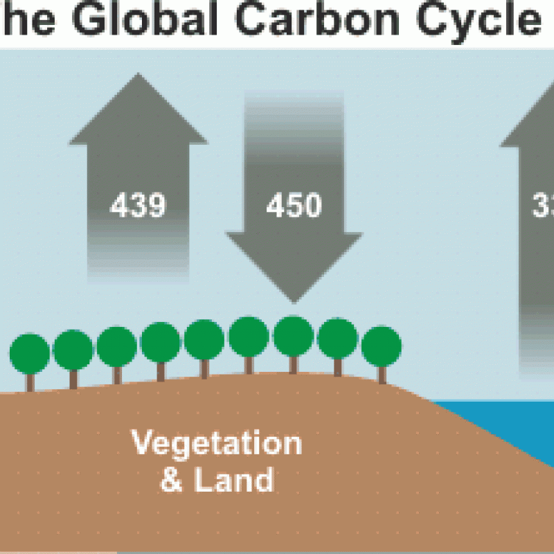 Carbon cycle